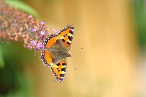 Small tortoiseshell (Aglais urticae), on summer lilac or butterfly-bush (Buddleja davidii), Wilden,