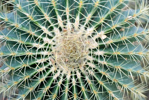 Big (Echinocactus Grusonii) Golden Barrel Ball or Mother In Law Cushion cactus, top view