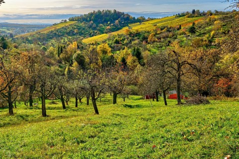 Autumn meadow orchard on the Swabian Alb in the vineyards of Metzingen, Baden-Württemberg, Germany,