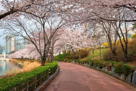 Blooming sakura cherry blossom alley in park in spring, Seokchon lake park, Seoul, South Korea,