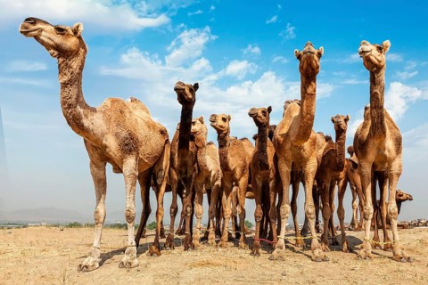 Camels at Pushkar Mela, famous camel and livestock fair in the town of Pushkar. Pushkar Mela is one