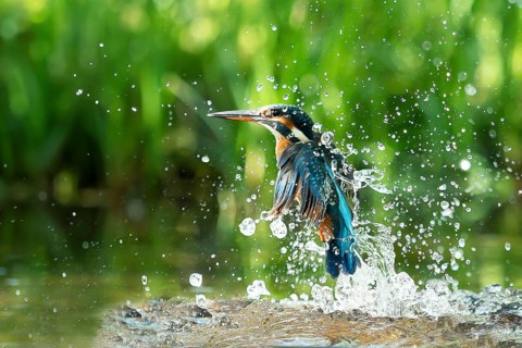 Common kingfisher (Alcedo atthis) unsuccessful fishing kingfisher flies up out of the water after
