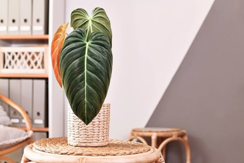 Tropical 'Philodendron Melanochrysum' houseplant with dark long leaves on table