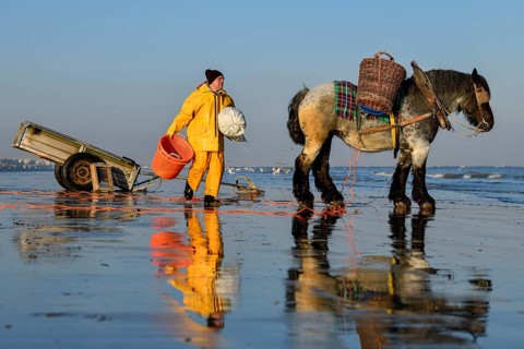 Horse fishermen at work, catching Brown shrimp (Crangon crangon), Koksijde, North Sea coast,