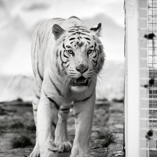 White tiger (Panthera tigris), portrait next to cage, leucism, restless, slightly open mouth,