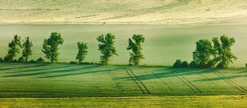 Panorama of Moravian rolling landscape with trees in early morning haze. Moravia, Czech Republic,