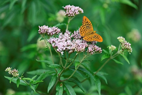 Silver-washed fritillary (Argynnis paphia), on common water eupatorium (Eupatorium cannabinum