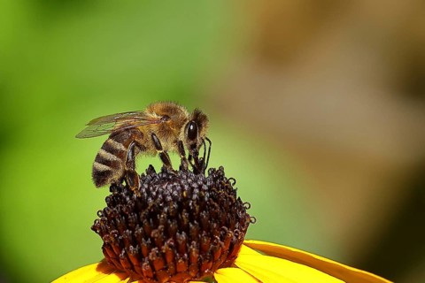 European honey bee (Apis mellifera), collecting nectar from a flower of yellow coneflower