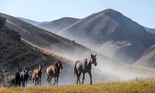 Herd of horses galloping over a hill and raising dust, mountains behind, Kyrgyzstan, Asia