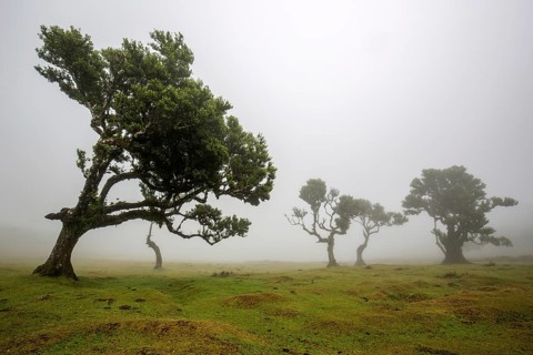 Laurel trees overgrown with moss and plants in the mist, old laurel forest (Laurisilva), stinkwood