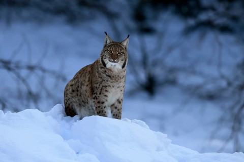 Carpathian lynx (Lynx lynx carpathicus), adult, in winter, in snow, alert, Bavarian Forest,