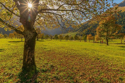 Engtal, Großer Ahornboden, Karwendel Mountains, Kalkalpen, Austria, Autumn-coloured sycamore maple
