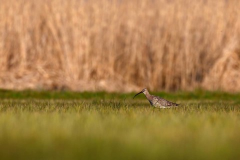 Eurasian curlew (Numenius arquata), single animal foraging in a meadow, Flusslandschaft Peenetal