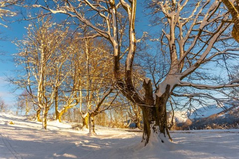 The Oianleku natural park at sunrise, snowy beech forest in the town of Oiartzun in Peñas de Aya,