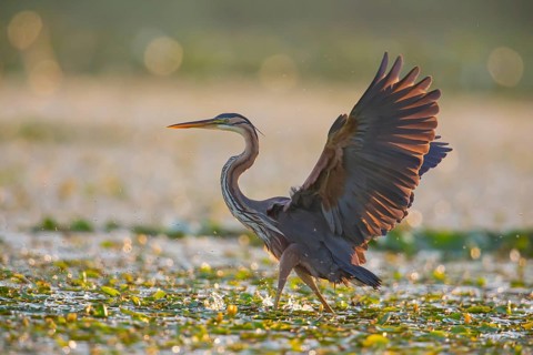 Purple heron (Ardea purpurea), the bird searches for prey in shallow water in the early morning and