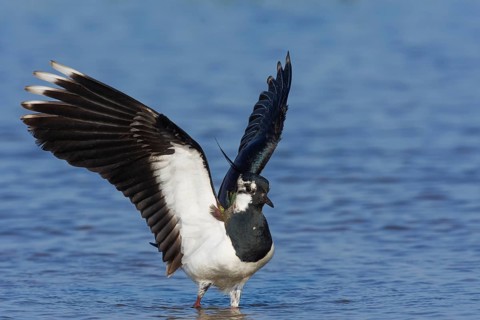 Northern lapwing (Vanellus vanellus) with spread wings in the water, Neusiedeler See National Park,
