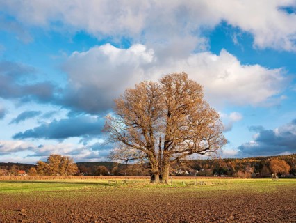 Ploughed field with huge solitary oak under blue sky with clouds in autumn, giant tree, natural