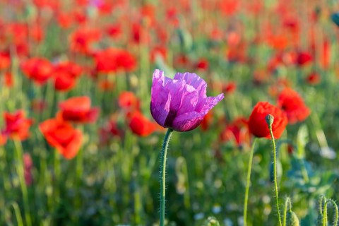 Single flower of blue poppy (Papaver somniferum), in the background red flowering poppy (Papaver