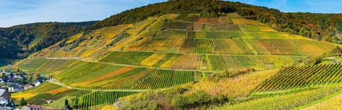 Vineyards in autumn, Mayschoß, Ahr valley, red wine of the Pinot Noir and Portugieser grape is