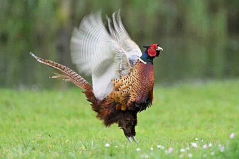 Pheasant (Phasianus colchicus), calling male, courtship, flapping wings, fluttering, Texel, North