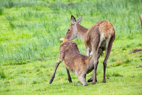 Red deer (Cervus elaphus) cow with calf captive Germany