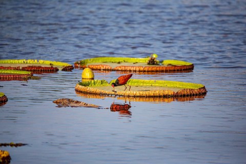 Red-fronted leaflet (Jacana jacana) Pantanal Brazil