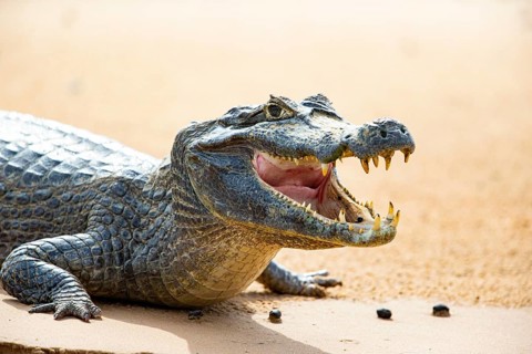 Spectacled caiman (Caiman crocodilius) Panatanal Brazil