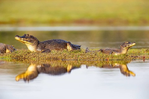 Spectacled caiman (Caiman crocodilius) Pantanal Brazil