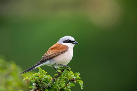 Red-backed shrike (Lanius collurio) ml Germany