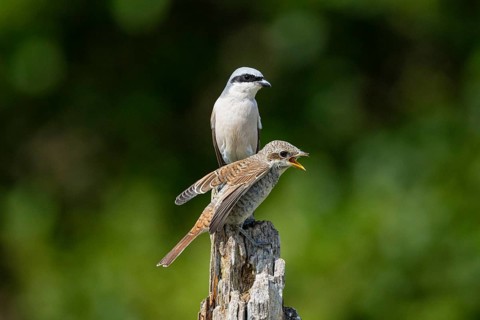 Red-backed shrike (Lanius collurio) Juvenile and adult bird Germany