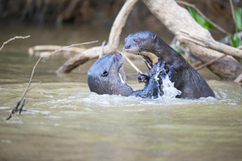 Giant otter (Pteronura brasiliensis) Pantanal Brazil