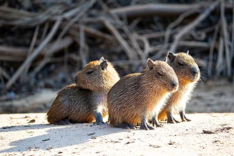 Capybara (Hydrochaeris hydrochaeris) Pantanal Brazil