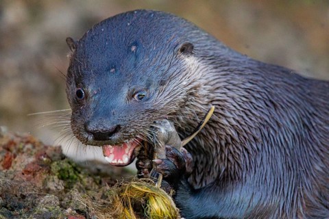 Southern river otter (Lontra longicaudis) Pantanal Brazil