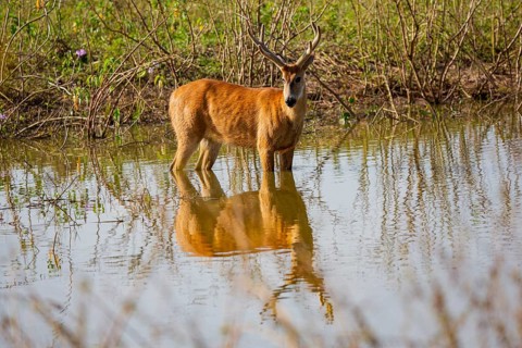 Marsh deer (Blastocerus dichotomous) Pantanal Brazil