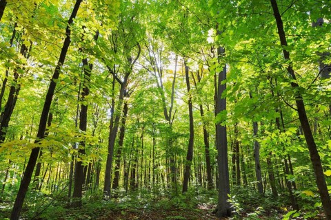 Mixed forest of tall backlighted Acer - Maple, Betula - Birch trees with abundant green, yellowish
