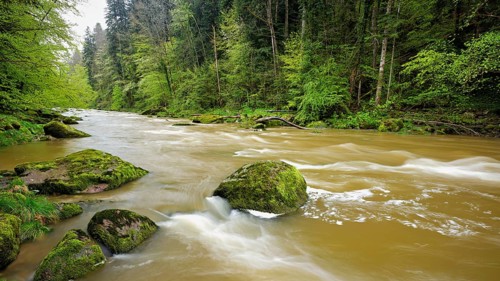 European beech trees shedding leaves, in the foreground moss-covered stones on the river Sihl,