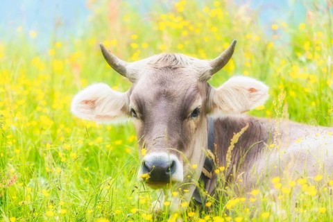 Allgäu Brown Swiss, (Bos primigenius taurus), Allgäu, Bavaria, Germany, Europe