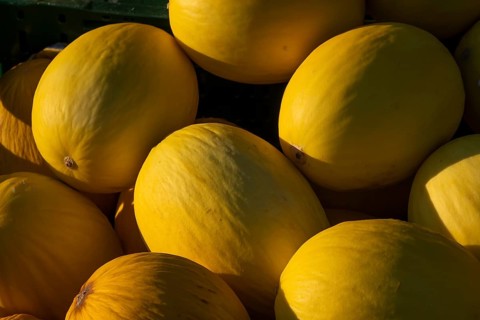 Close-up, several honeydew melons outdoors under sunlight, Copenhagen, Denmark, Europe