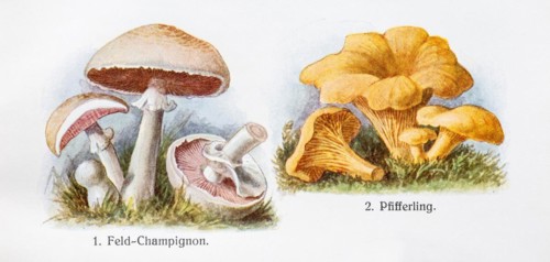 Drawings of edible mushrooms, field mushroom (Agaricus campestris), also known as field mushroom,