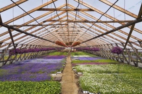 Purple and red Petunias in hanging baskets plus mixed white, lavender and blue flowering plants in