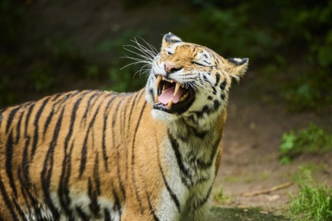 Siberian tiger (Panthera tigris altaica), portrait, captive, Germany, Europe
