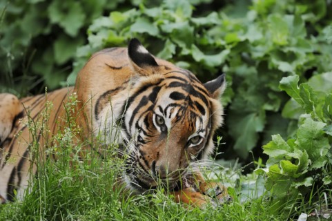 Sumatran tiger (Panthera tigris sumatrae), feeding, captive, occurring on Sumatra, Indonesia, Asia