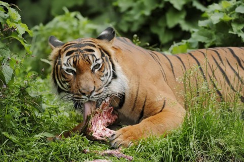Sumatran tiger (Panthera tigris sumatrae), feeding, captive, occurring on Sumatra, Indonesia, Asia