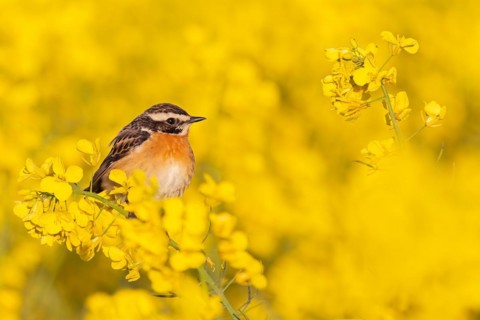 Whinchat (Saxicola rubetra) in flowering rape, yellow landscape, spring, foraging, Middle Elbe