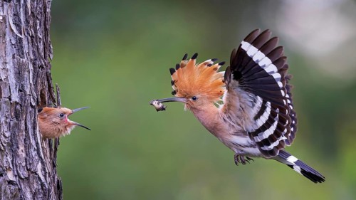 Hoopoe (Upupa epops) Bird of the Year 2022, with beetle larva as prey for the young bird in the