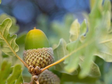 Cork oak (Quercus suber), acorn, Birdwatching Villuercas, Canamero, Extremadura / Caceres, Spain,