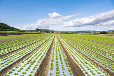 Young lettuce growing in a field, lettuce cultivation, vegetable cultivation, cultivation of