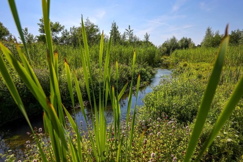 Bottrop-Gladbeck, North Rhine-Westphalia, Germany, Renaturalised Boye, the tributary of the