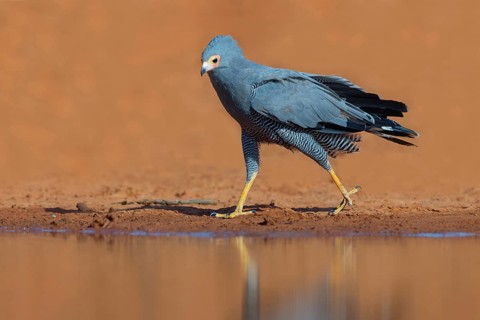 Cave harrier, Polyboroides typus), goshawk family, Morgan Kunda lodge / road to Kat, Jajari, North