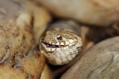 Dice snake (Natrix tessellata) with preyed fish, Provence, southern France
